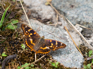Lesser purple emperor butterfly (Apatura ilia)