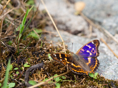 Lesser purple emperor butterfly (Apatura ilia)