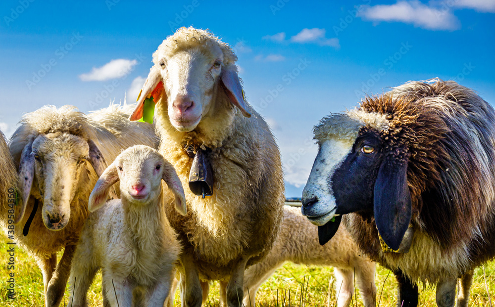 Canvas Prints nice sheeps at the european alps