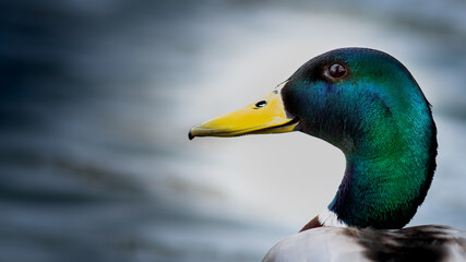 Obraz premium Male mallard (Anas platyrhynchos) duck on water