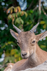 East Caucasian Tur (Capra cylindricornis)