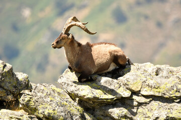 macho montes en la sierra de gredos