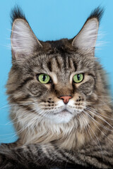 Portrait of Maine coon cat laying on blue background. Big and fluffy domestic pet with green eyes and expressive look attentively watches something. Tassels on the ears, tabby color. Copy space.
