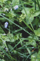 Morning dew in the Jizera Mountains