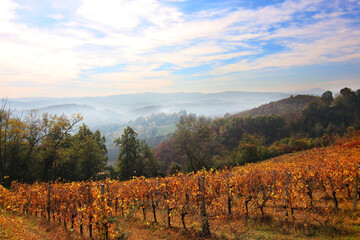 Vigneti in autunno in collina