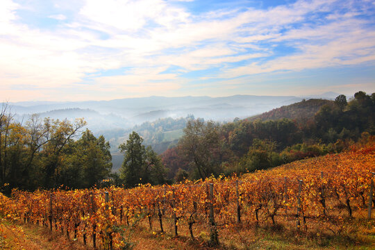 Vigneti in autunno in collina