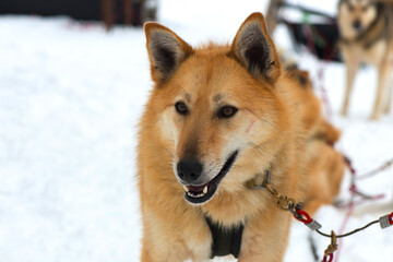 Husky sled dog bound in chains, eagerly waiting, in Lapland, Finland.