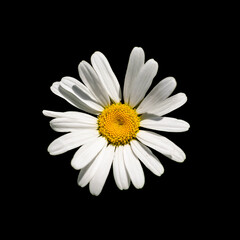 Daisy flower isolated on black background