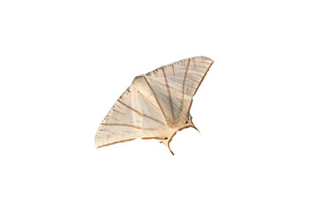 A beautiful moth isolated on white background  ,Night butterfly