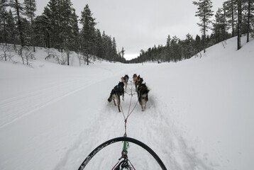 Sledding with husky dogs in Lapland Finland.