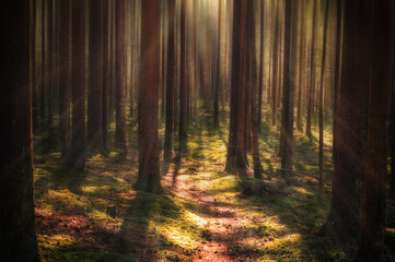 Motion blur dreamy forest landscape
