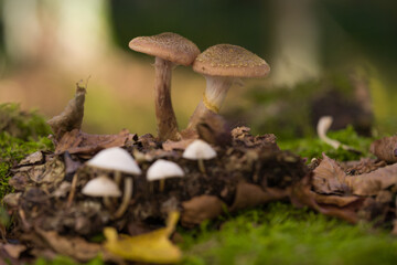 close-up of mushrooms in the woods