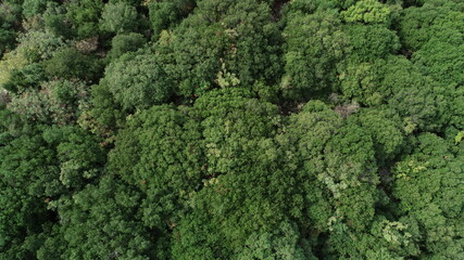 Aerial shot of trees in the forest. Top view of nature and trees