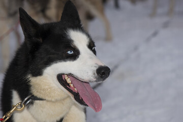 Sledding with husky dogs in Lapland Finland.