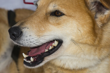 Sledding with husky dogs in Lapland Finland.