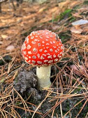 fly agaric mushroom