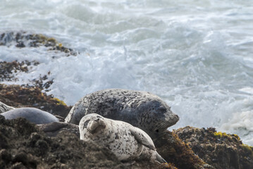 Common Seal (Phoca vitulina) in Bodega Bay, California, USA