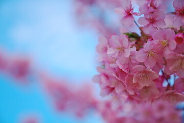 春を喜ぶ河津桜の開花