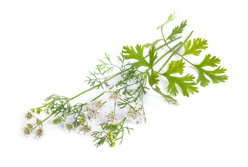 Coriander. It is also known as Chinese parsley, dhania or cilantro. Plant Isolated