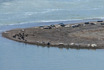 Fototapeta premium Common Seal (Phoca vitulina) in Bodega Bay, California, USA