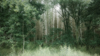 mystischer Wald, Märchenwald mit Birken
