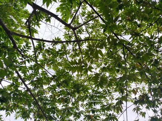 Indonesia / Yogyakarta - 01.10.2020: Low Angle View of Trees