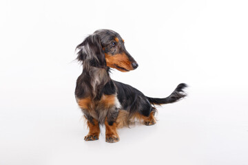 Dachshund dog isolated on a white background