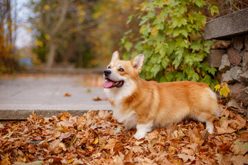 Welsh Corgi dog in autumn in the Park