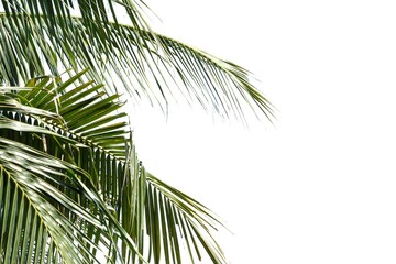 Fototapeta premium Coconut leaves with branches on white isolated background for green foliage backdrop 