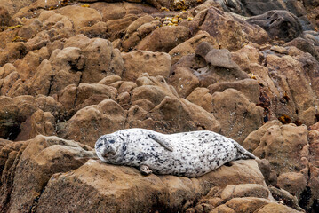 Common Seal (Phoca vitulina) in Bodega Bay, California, USA