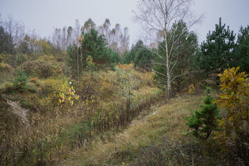 Fototapeta na wymiar Autumn landscape with birches and small pines.