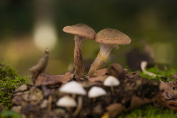 close-up of mushrooms in the woods
