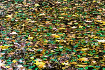 Obraz premium Abstract autumn background, yellow and green leaves on the water