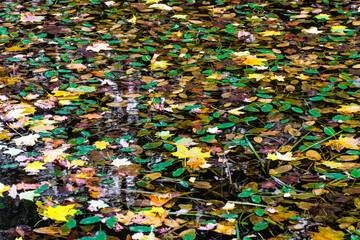Fototapeta na wymiar Abstract autumn background, yellow and green leaves on the water