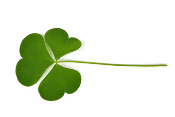 Green clover leaf isolated