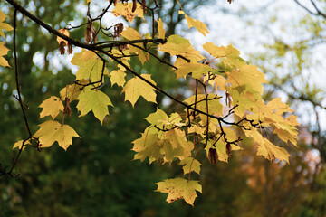 Beautiful composition of yellow autumn maple leaves, fall blurred background