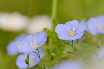 Blaue große Blüten, Nahaufnahme