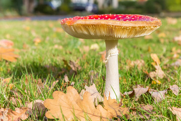 Fly agaric mushroom (Amanita muscaria) in the grass in Paterswolde