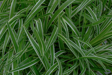 green grass with borders closeup. Natural background. top view. Copy space