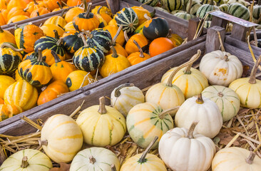 Pumpkins in wooden boxes on a market in Drenthe