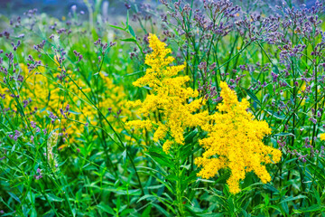 黄色いセイタカアワダチソウが咲く草むら