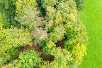 a green meadow and mixed forest from above