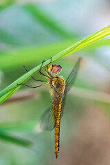 Macro side of the dragonfly with a yellow body pattern cut with black lines. It is clinging to the leaves in nature with its little black legs.