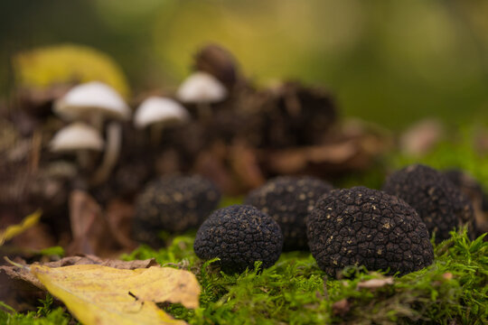 Close up of truffles in the undergrowth