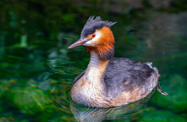 Swimming bird