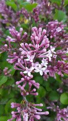 Obraz na płótnie Canvas Close up of lilac flowers