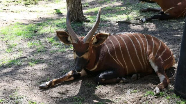 Striped bongo antelope laying and chewing under trees in Dubbo park &ndash; 4k.
