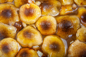  Sheathed Wood Tuft Mushroom Tops in Water
