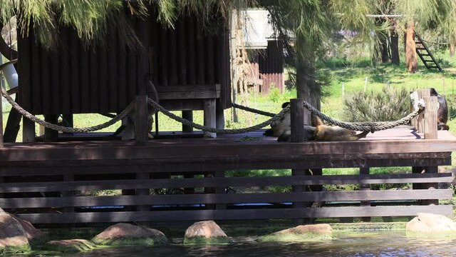 Spider monkeys handing and playing on a platform of island in a park as 4k.
