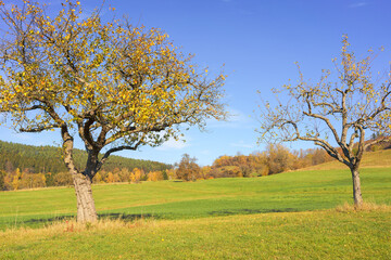 Fototapeta na wymiar autumn colored apple trees